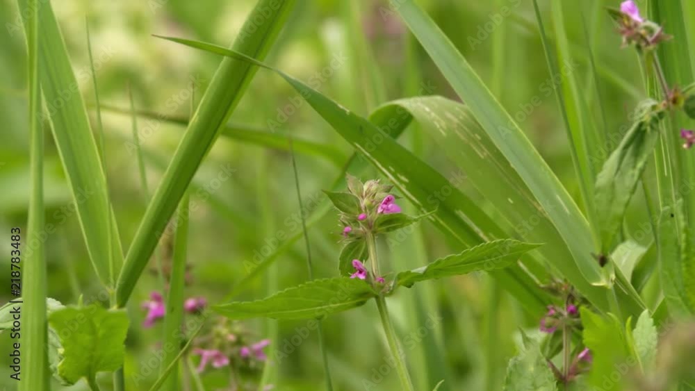 Green grass with violet flowers plants Closeup Macro shot Meadow blurred background. Green grass with violet flowers plants Closeup Macro shot Meadow blurred background.