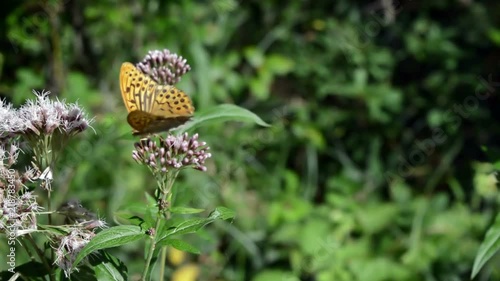 Orange Butterfly Waves its Wings on a Purple Flower Jumps from Flower To Flower