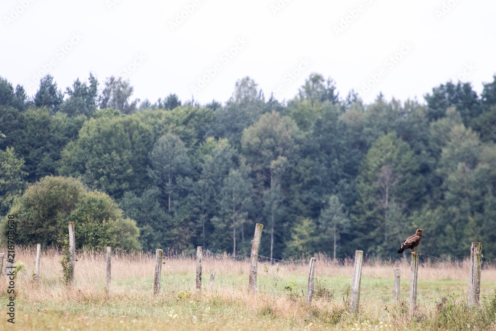lesser spotted eagle perched on a fence near a cultivated field with a coniferous forest in the background