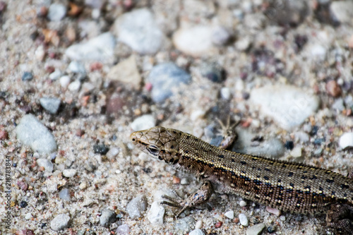 common lizard on a sandy ground. a lizard in the foreground