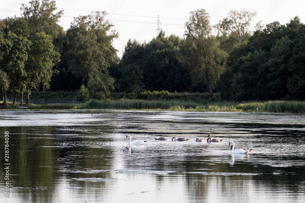northern lake europe with silent wild swans. family of swans with chicks swimming in a wild pond with trees in the background northern lake europe with silent wild swans. family of swans with chicks swimming in a wild pond with trees in the background