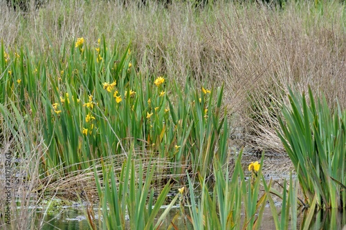 Fototapeta Naklejka Na Ścianę i Meble -  Iris jaunes dans un marais