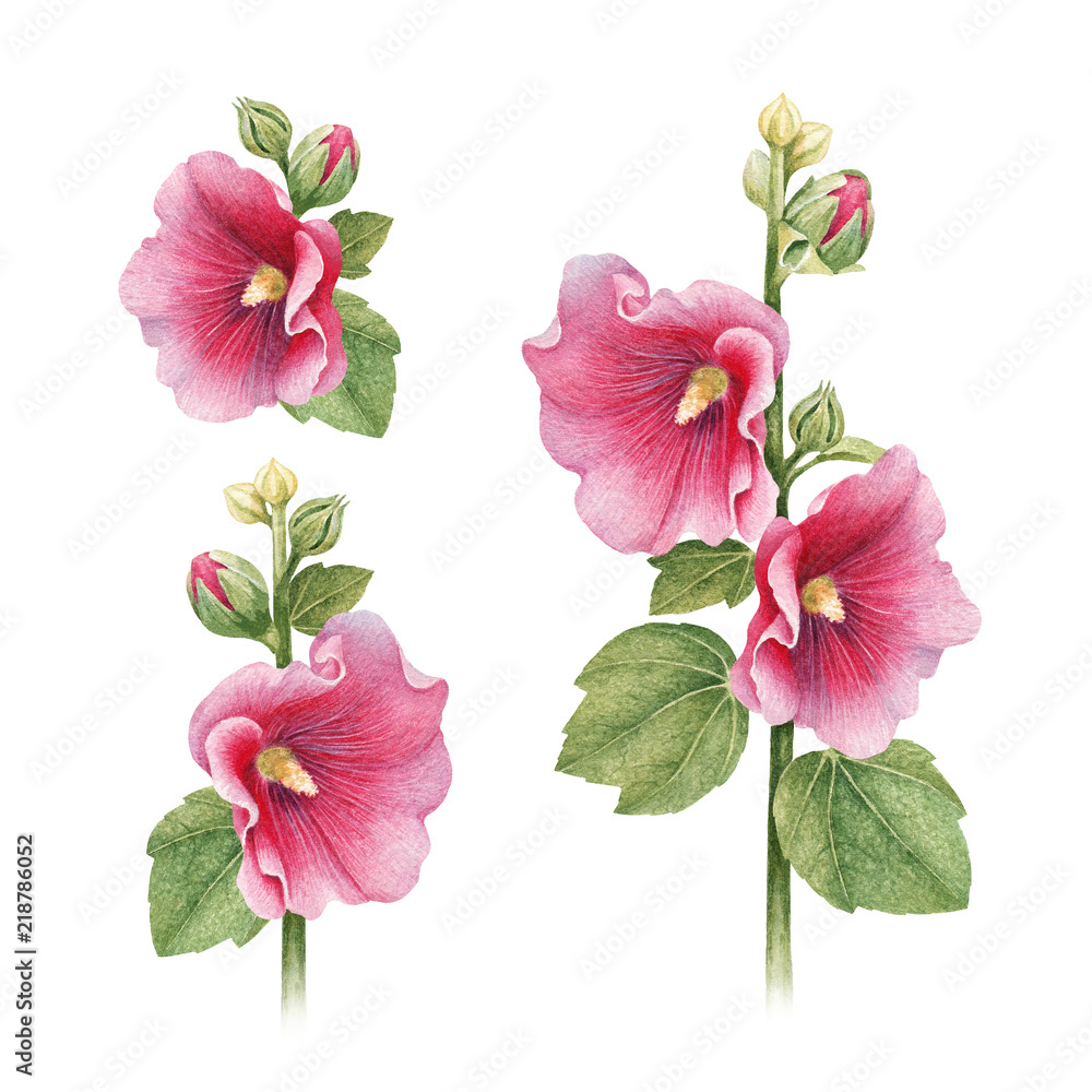 Obraz Akwarela ilustracje kwiatów malwy