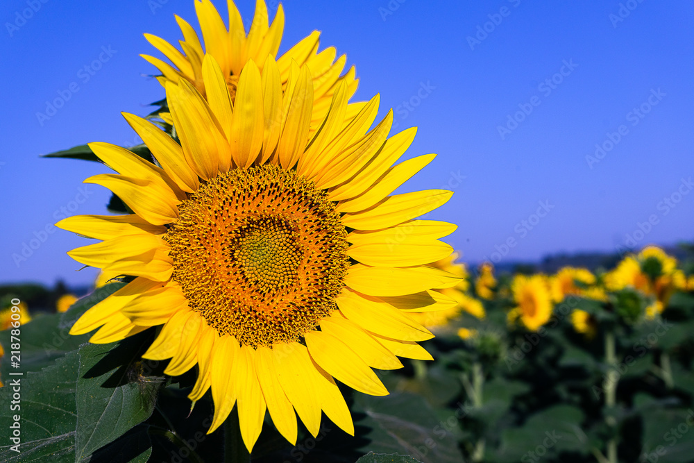 Fototapeta premium Girasole