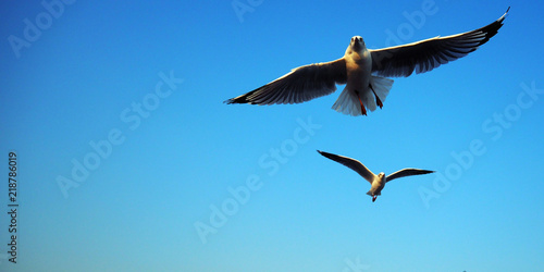 A seagull flying on blue sky background with copy space