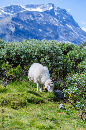 Sheep on pasture. Norway mountain landscape. Focus on foreground sheep. Vertical view