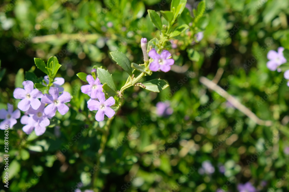 Flowers in bloom lavender blossoms Flowers in bloom lavender blossoms