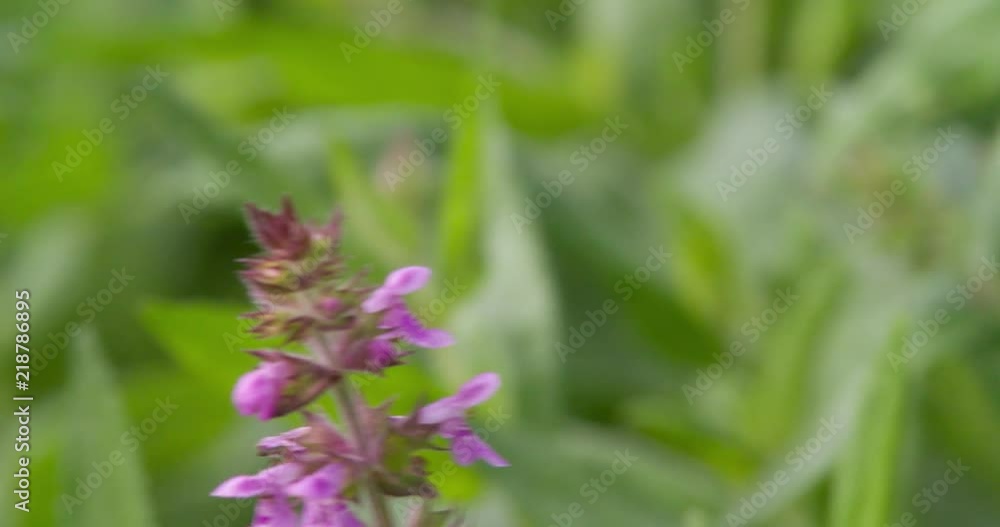 Violet Purple Flower on Green grass plants Closeup Macro shot Meadow blurred background. Violet Purple Flower on Green grass plants Closeup Macro shot Meadow blurred background.