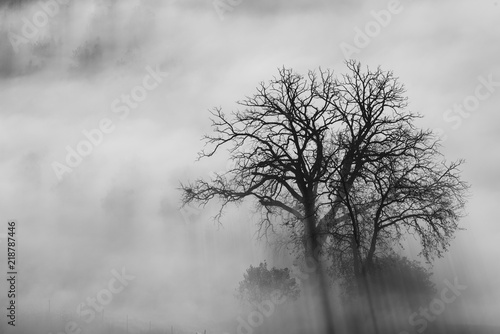 Single tree in the beautiful sunny fog at sunrise, natural background with sun rays through the mist