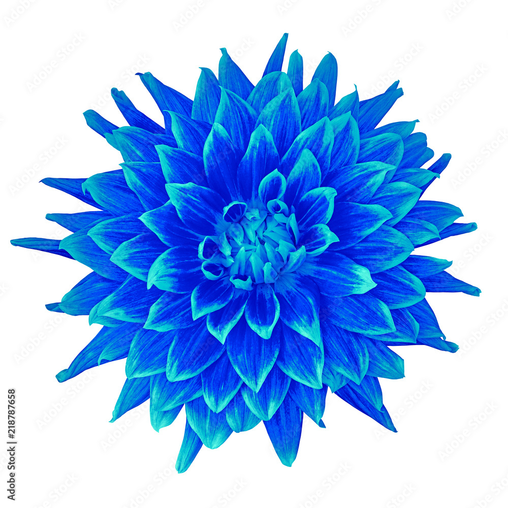 flower blue  cyan dahlia isolated on white background. Close-up. Element of design.