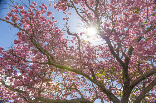 Flower Tree