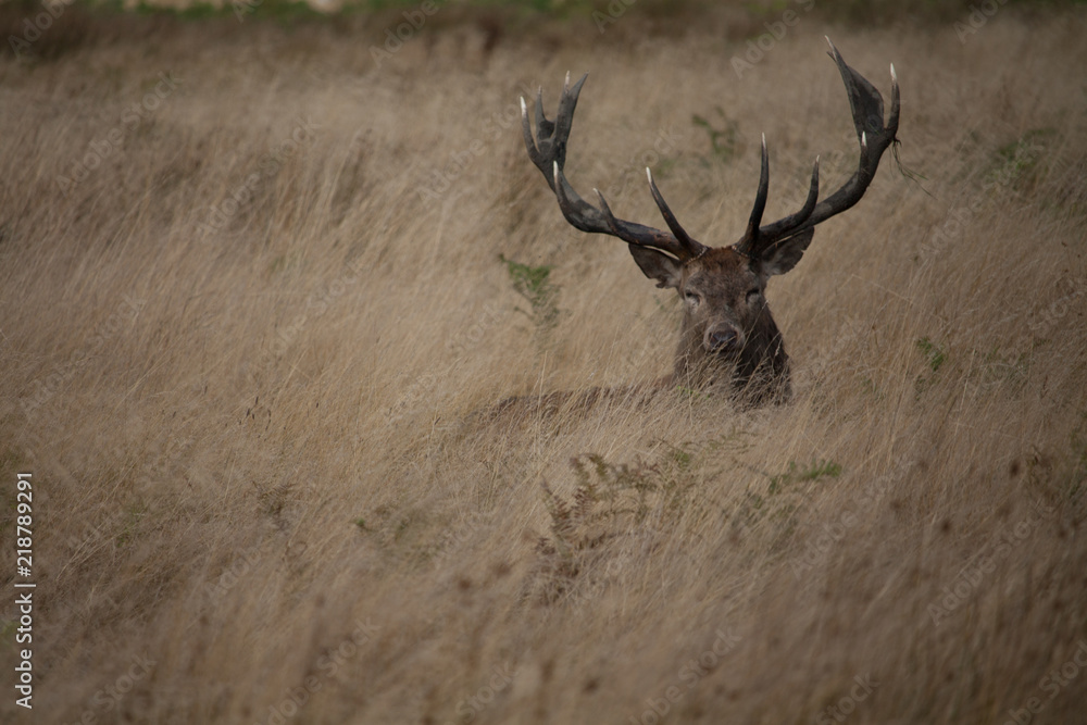Fototapeta premium Deer during Rut 