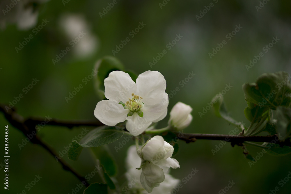 Obraz premium Jabłoń