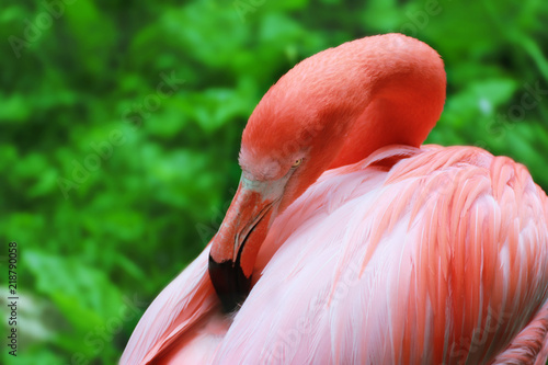 Fototapeta Naklejka Na Ścianę i Meble -  Portrait of a flamingo on a green background
