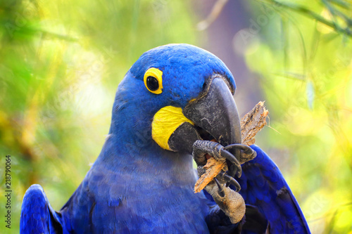 Fototapeta Naklejka Na Ścianę i Meble -  Big blue parrot Ara Hyacinth Macaw, Anodorhynchus hyacinthinus