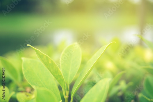 Green leaf soft focus with closeup in nature view