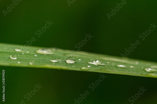 drops of dew after rain on a leaf of a plant