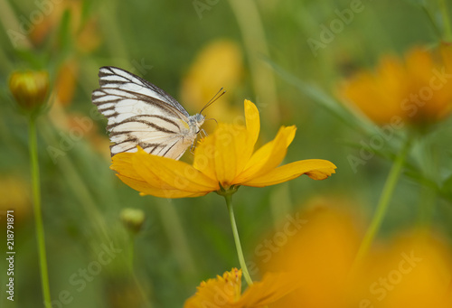 Yellow flower with butterfly 