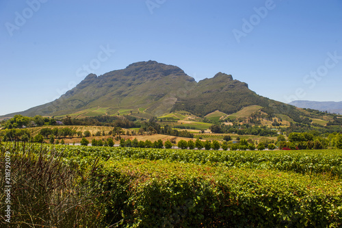 Mountains and vineyards South Africa