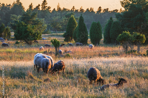 Sheep from the Island Gotland photo