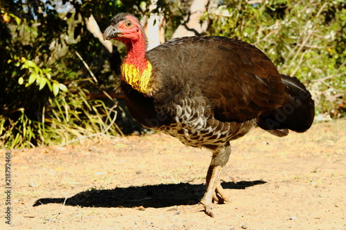 Australian Brushturkey photo