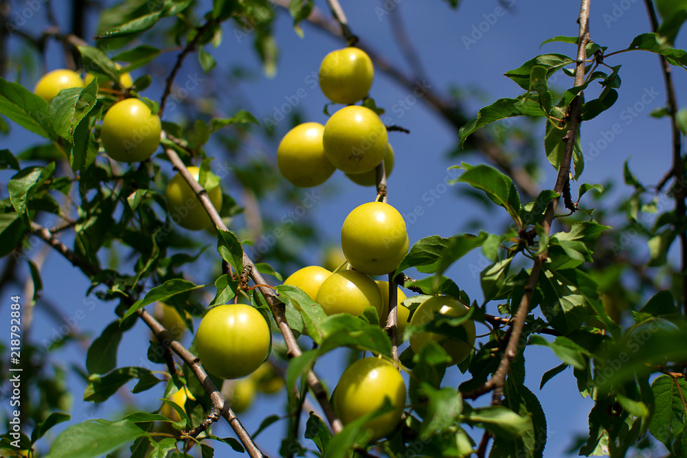 Yellow plums on branch in orchard