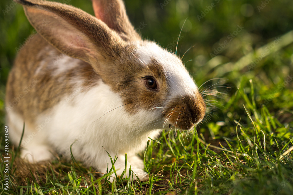 A domestic rabbit in the grass at sunset. Rabbit breeding A domestic rabbit in the grass at sunset. Rabbit breeding