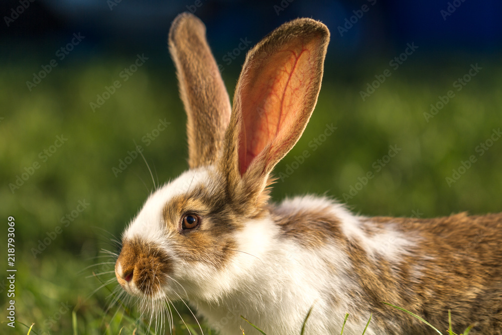 A domestic rabbit in the grass at sunset. Rabbit breeding