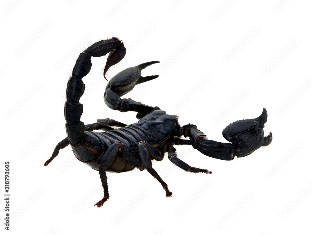 black scorpion on white background, Poisonous animals Stock Photo | Adobe  Stock