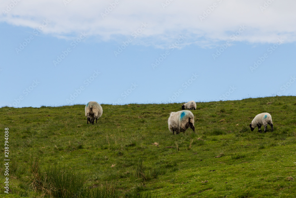 Dartmoor sheep