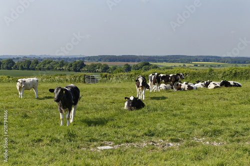 cows on a meadow in England
