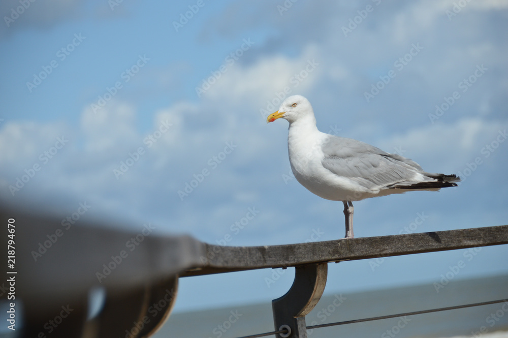 mer cote belge littoral nord Ostende plage eau vague marée mouette oiseau mer cote belge littoral nord Ostende plage eau vague marée mouette oiseau