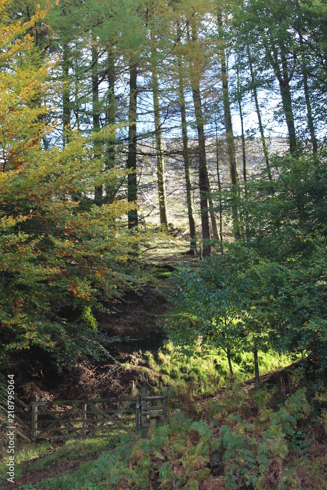 Obraz premium las rano