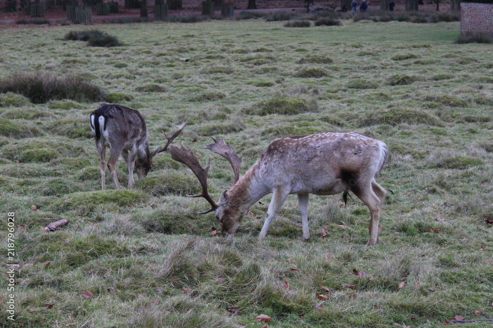 Deer Deer