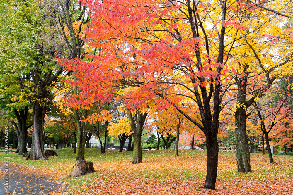 秋の公園 秋の公園