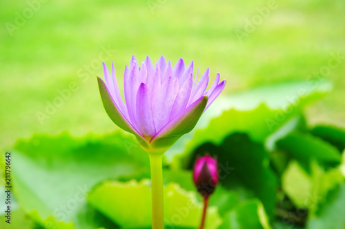 purple soft water lily flower on green summer garden nature background