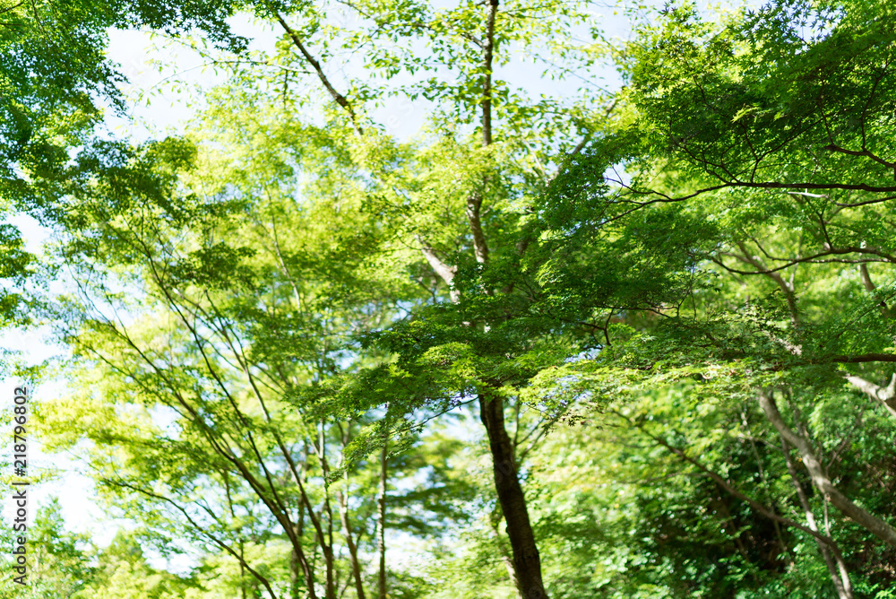 Obraz premium 清水寺(Kiyomizudera - Temple)