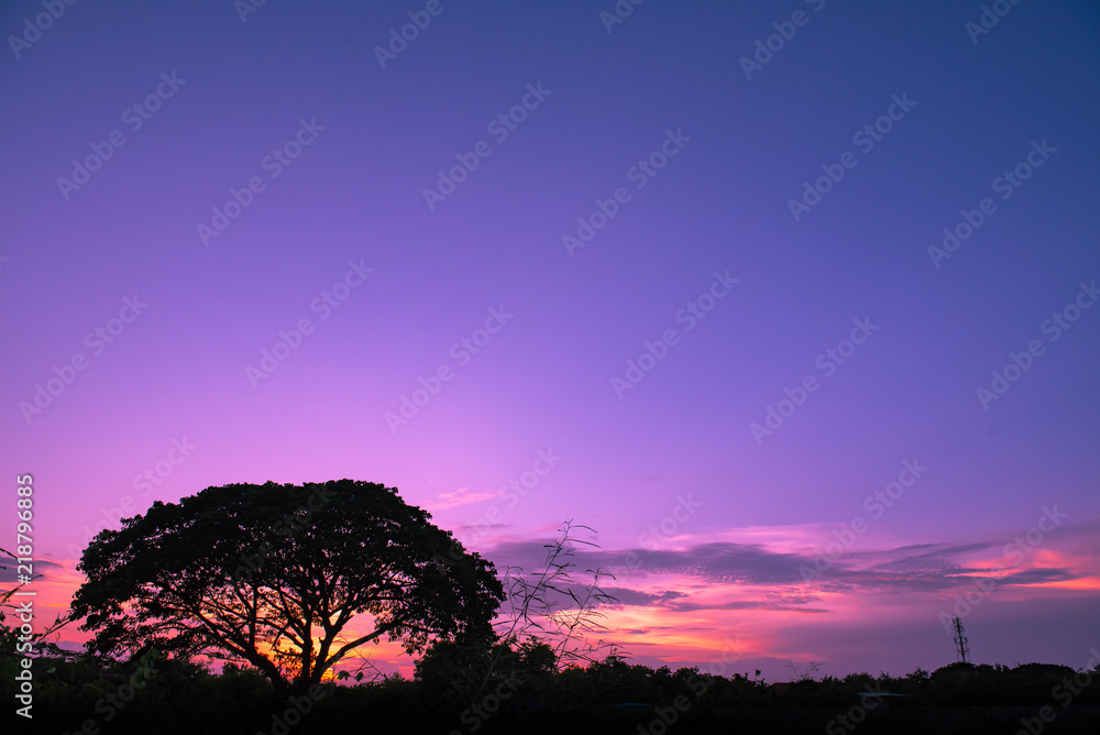 Tree with sunset.