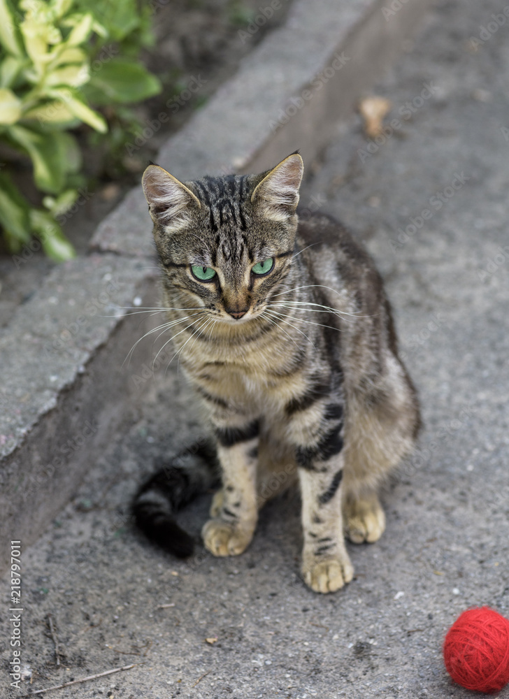 street striped cat sits on the asphalt