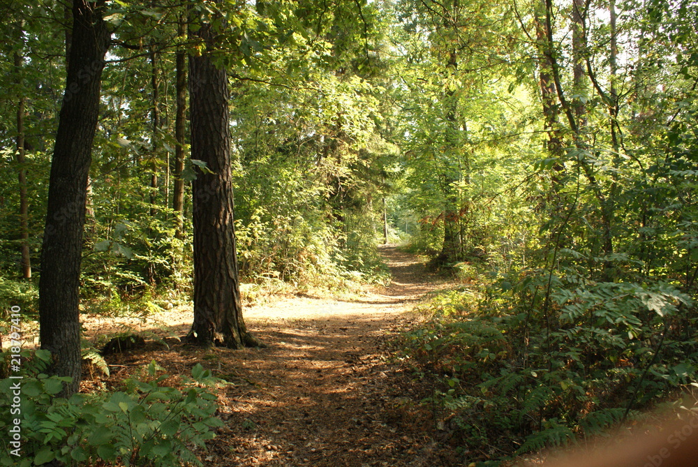 Wald Wald