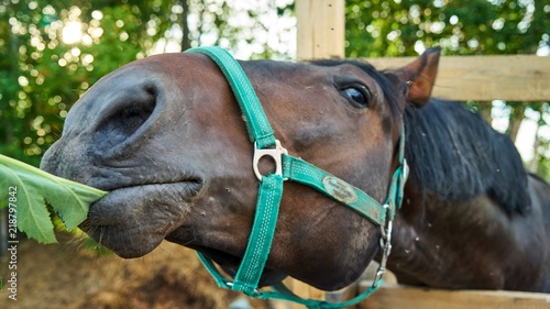 Portrait of a horse eating grass. Summer in Tomsk. © Viacheslav