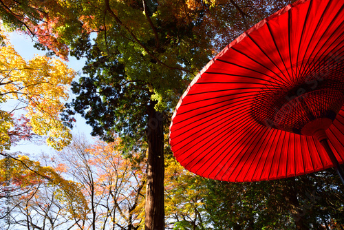 Red leaves and Umbrella