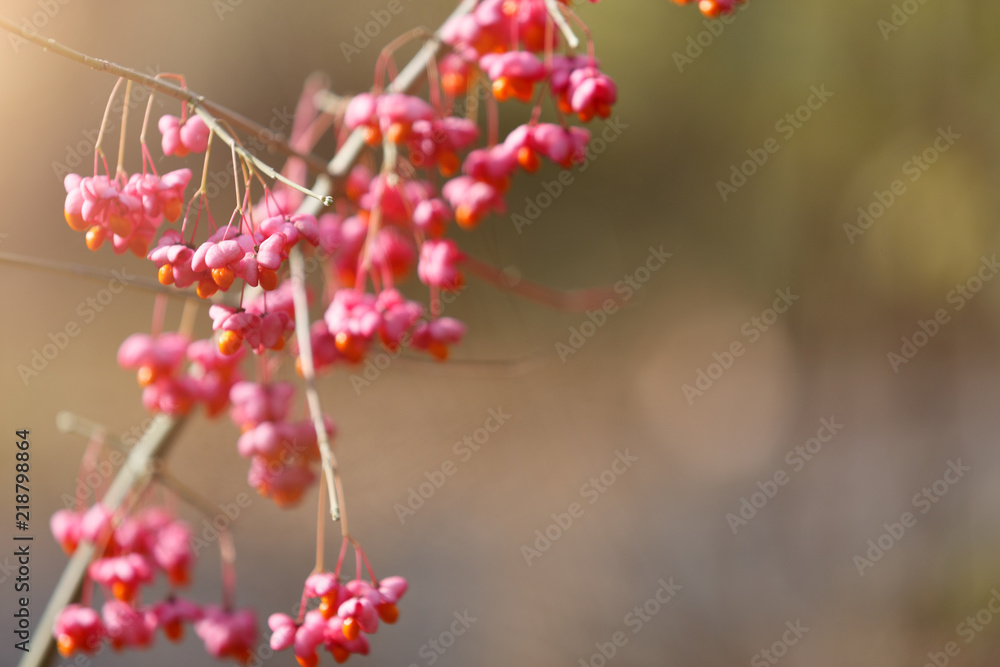Natural fall background - red autumn plant, selective focus Natural fall background - red autumn plant, selective focus