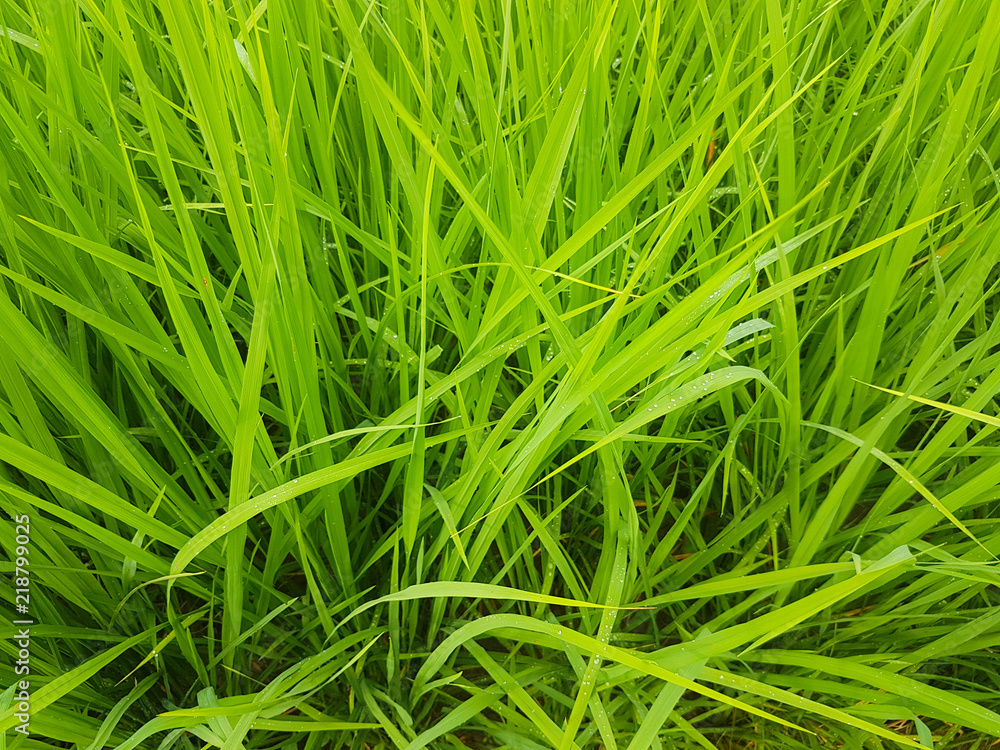 close-up green rice plant used for background close-up green rice plant used for background