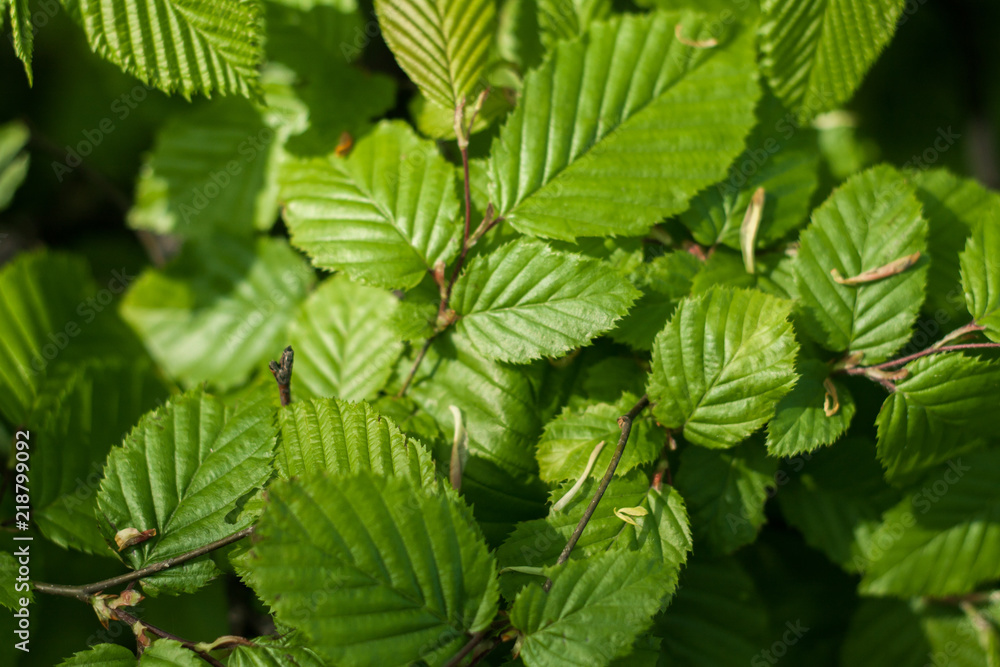 Close-up of leaves of a bush Close-up of leaves of a bush
