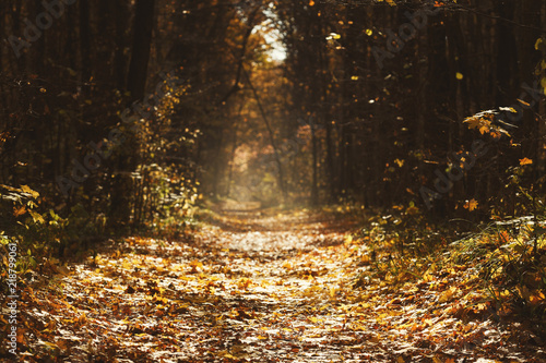 Autumn forest landscape, beautiful scene with sun beams © Prostock-studio