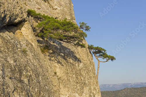 Small relict pines on a steep rocky slope.