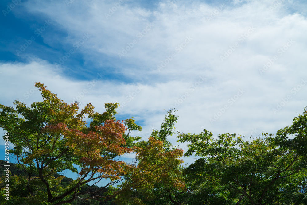 Obraz premium 清水寺(Kiyomizudera-Temple)