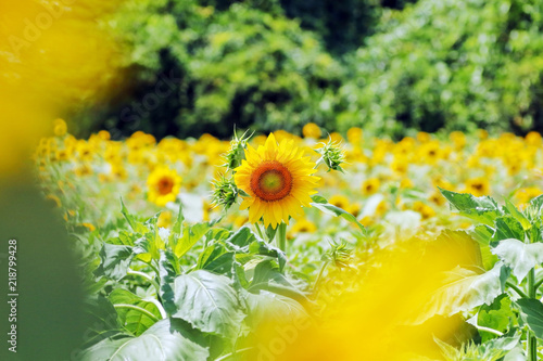 Fototapeta Naklejka Na Ścianę i Meble -  ひまわり畑