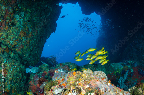 Colorful tropical fish swimming next to an underwater arch on a coral reef in Asia © whitcomberd